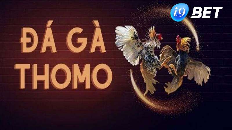 Khái niệm về đá gà Thomo kinh điển tại i9bet